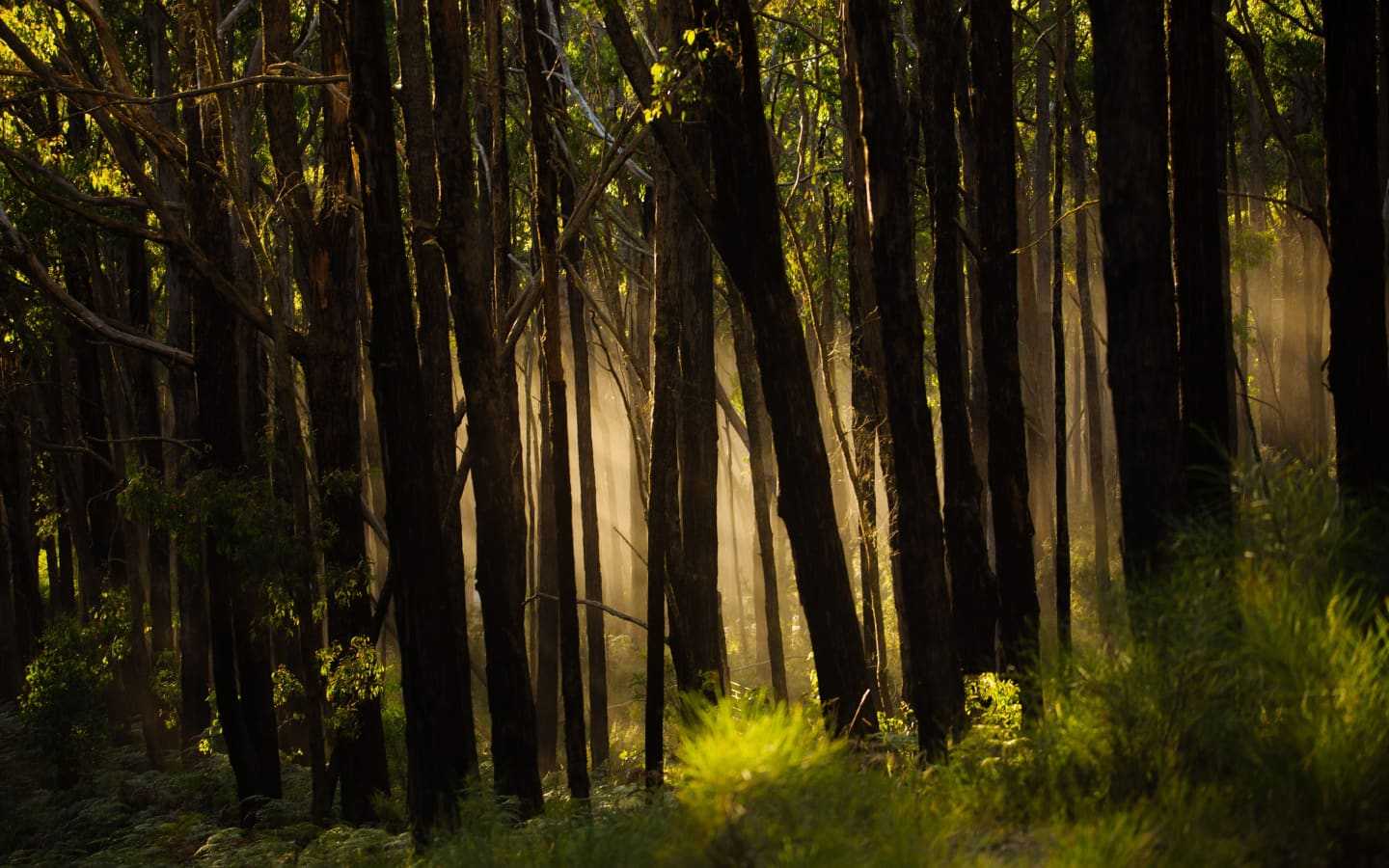 The light burning through mist in the forest during the early morning in Victoria, Australia.